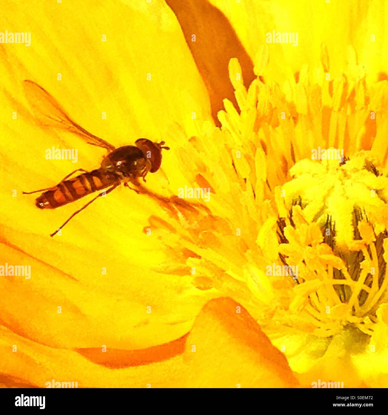 Poppy and hover fly - Smartphone Captured Stock Image