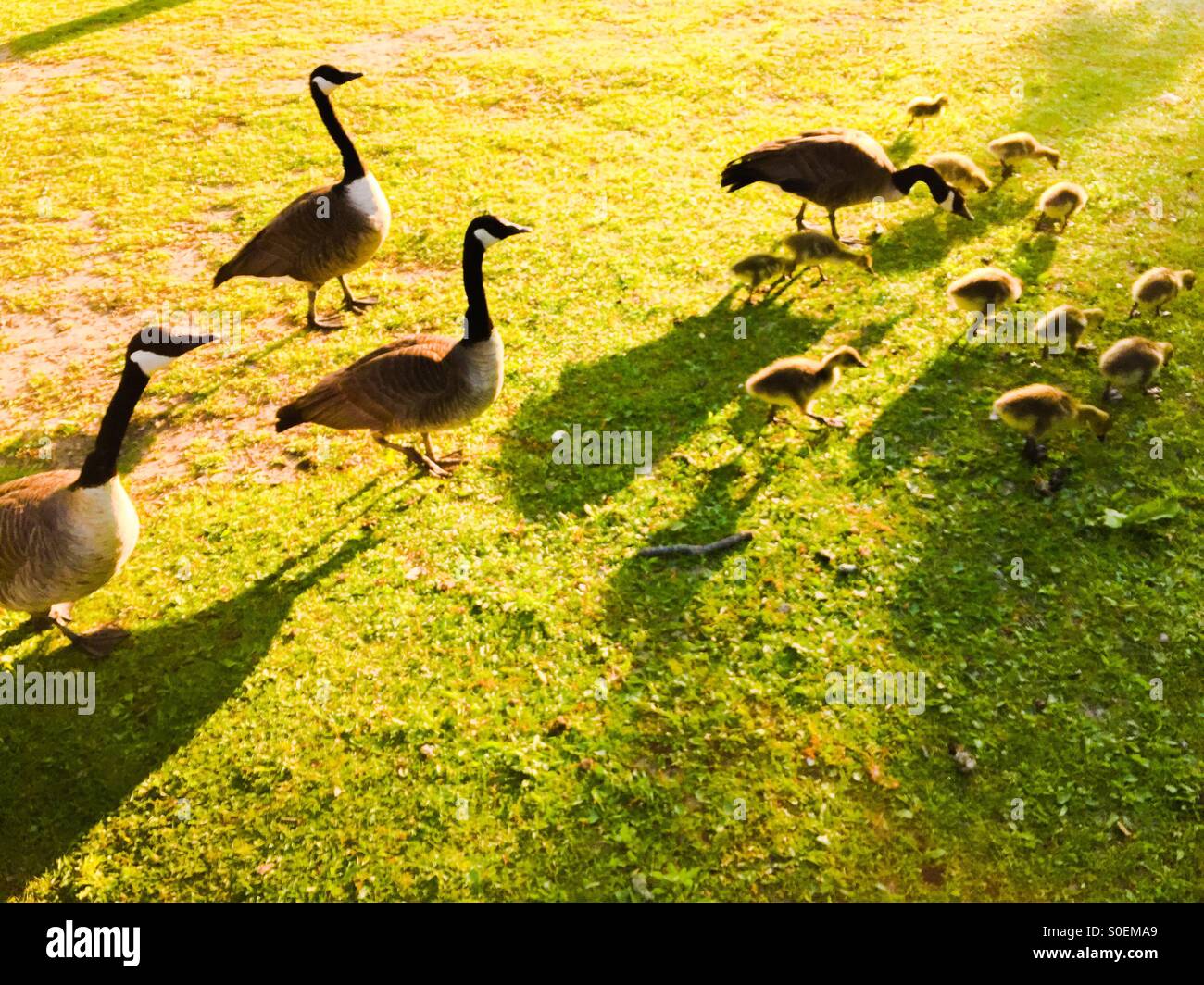 Canada Geese family Stock Photo Alamy