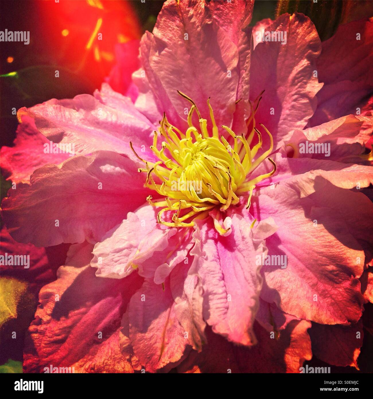 Pink clematis flower in the Sun - Smartphone Captured Stock Image