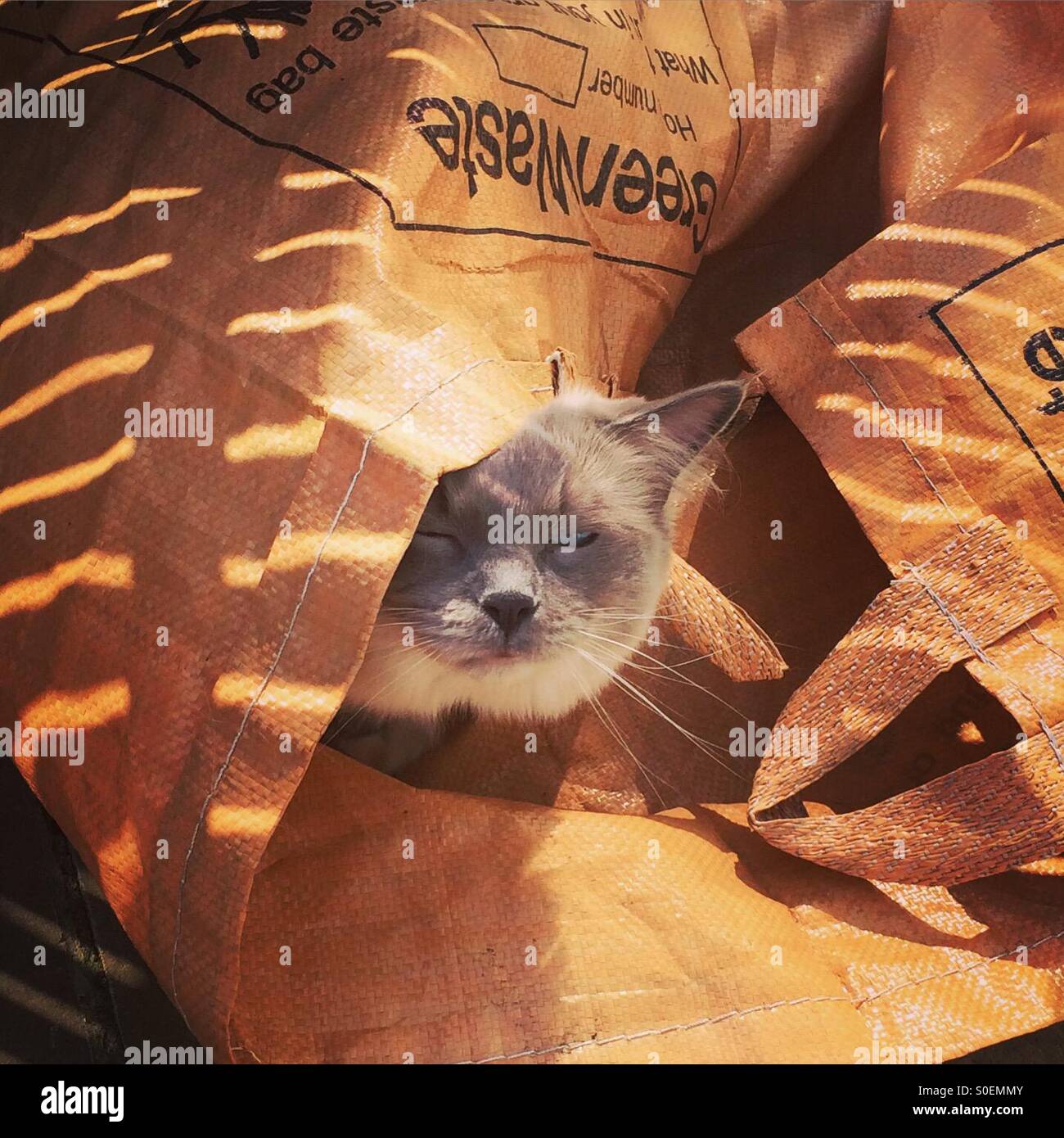 Cat in a bag Stock Photo Alamy