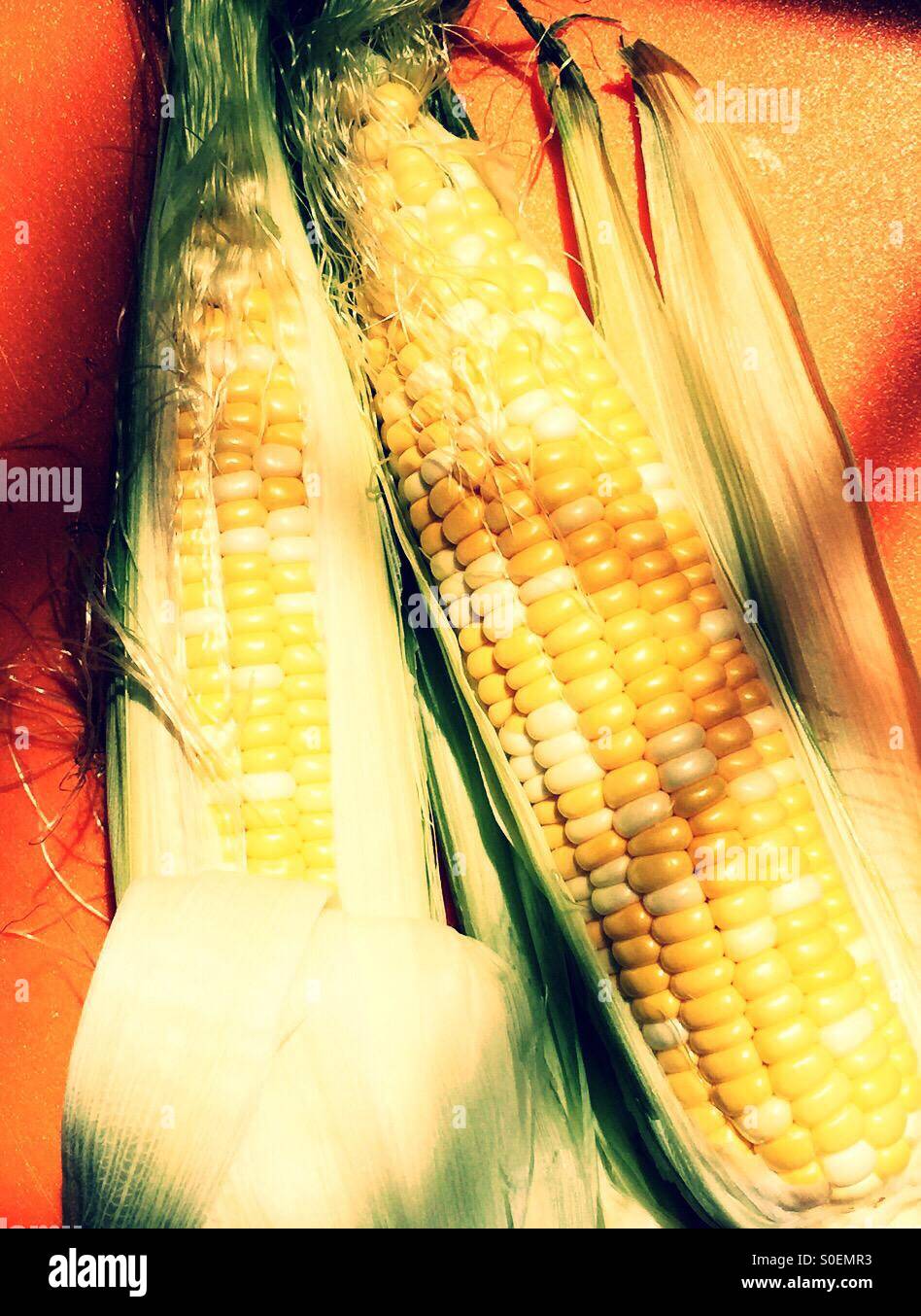 Fresh  ears of sweet corn - Smartphone Captured Stock Image