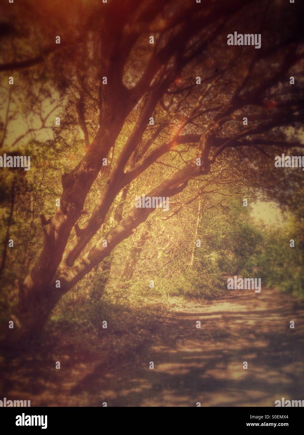 A woodland path Stock Photo - Alamy