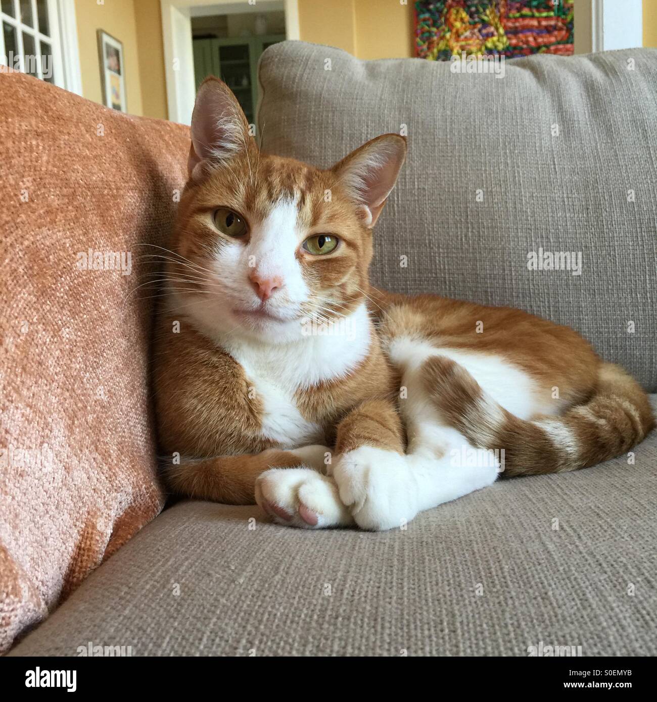 An orange and white cat lies comfortably on a couch Stock Photo - Alamy