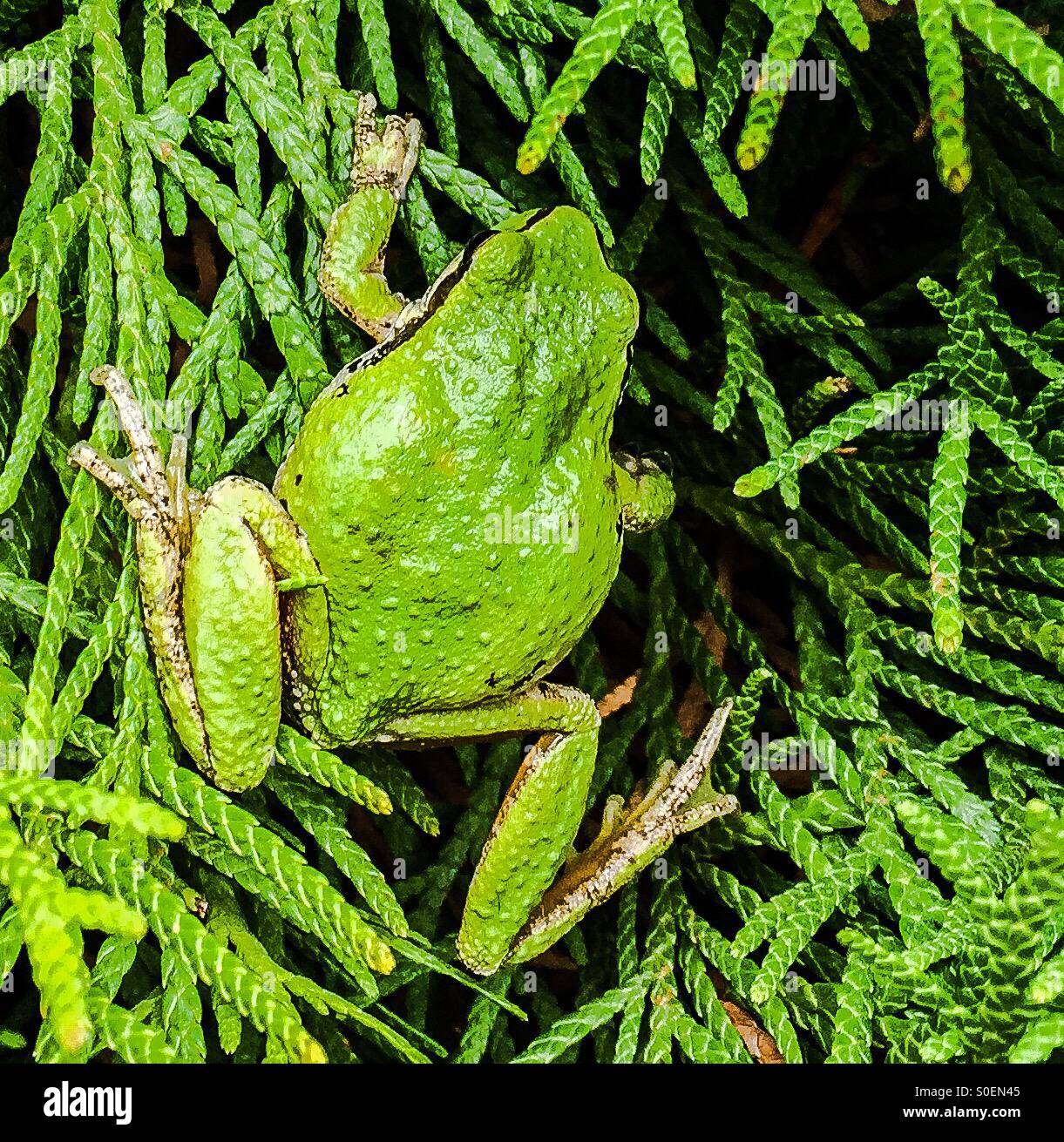 Lime green frog hires stock photography and images Alamy