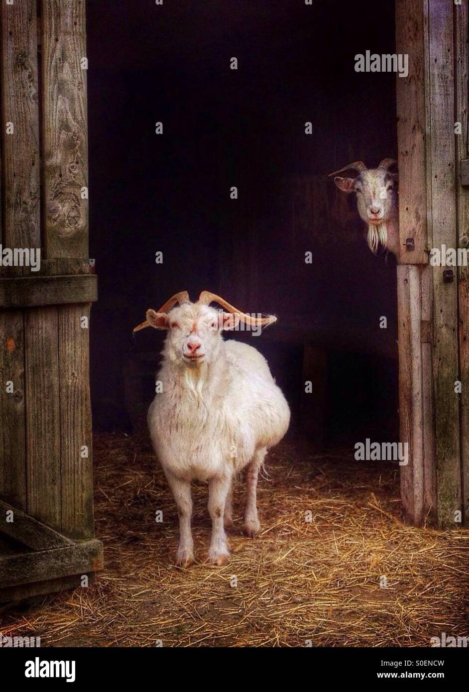 Two goats peering out from barn Stock Photo