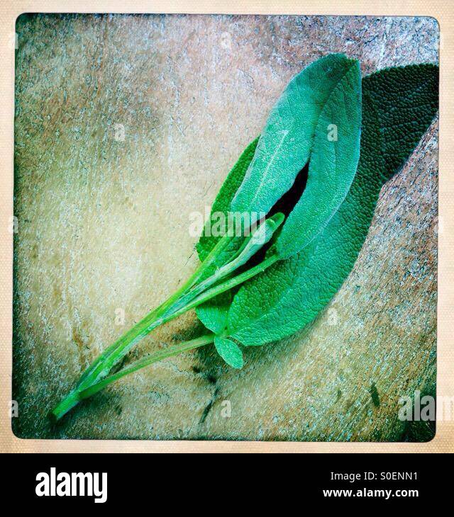 Sage - Smartphone Captured Stock Image