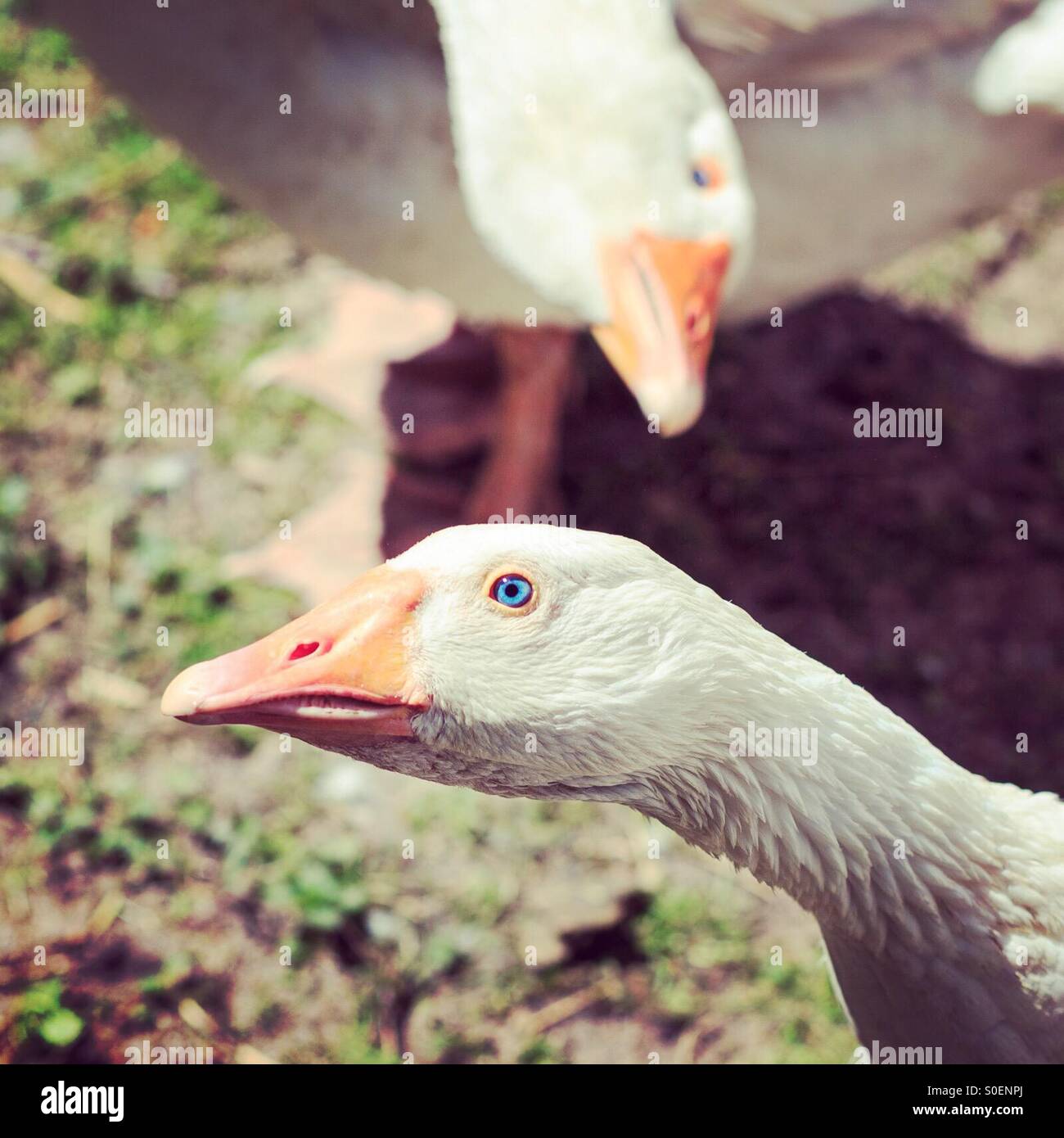 Two farm geese. - Smartphone Captured Stock Image