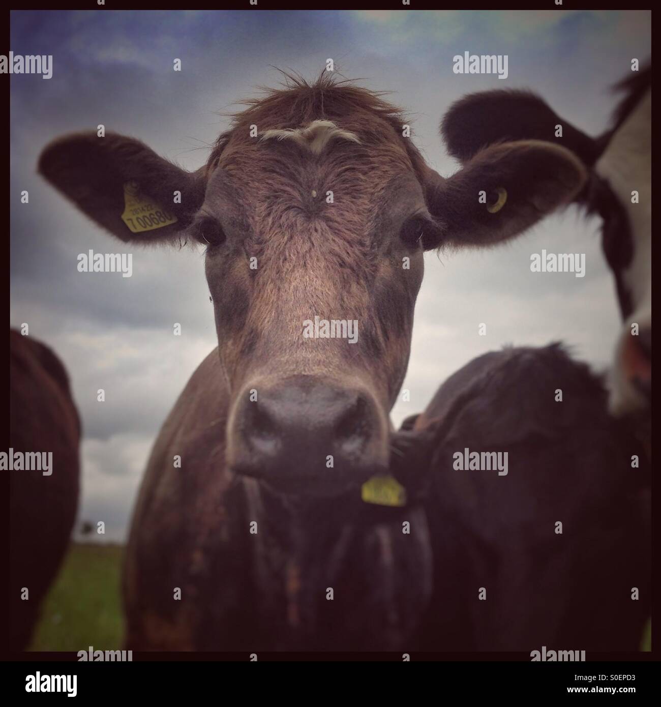 Tan coloured cattle - Smartphone Captured Stock Image
