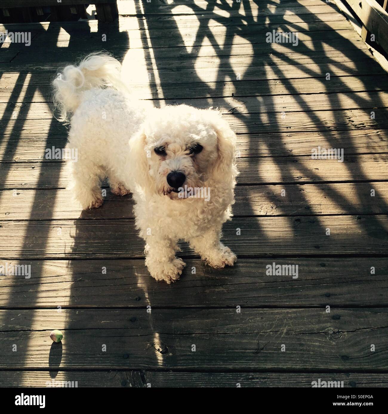 Miniature poodle in early morning sun - Smartphone Captured Stock Image