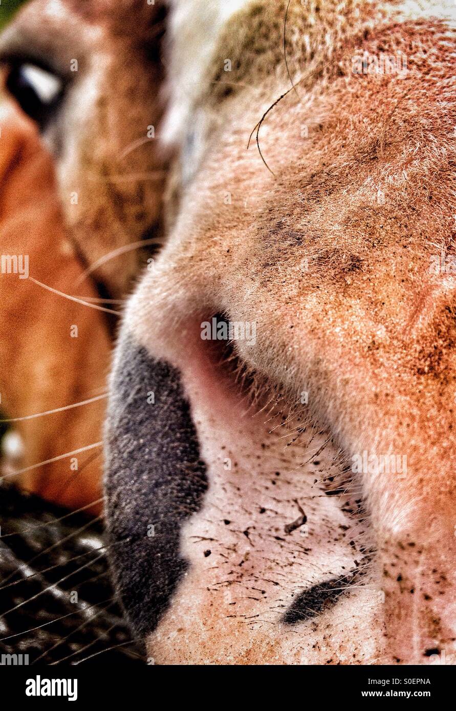 Detail of snout of a horse Stock Photo