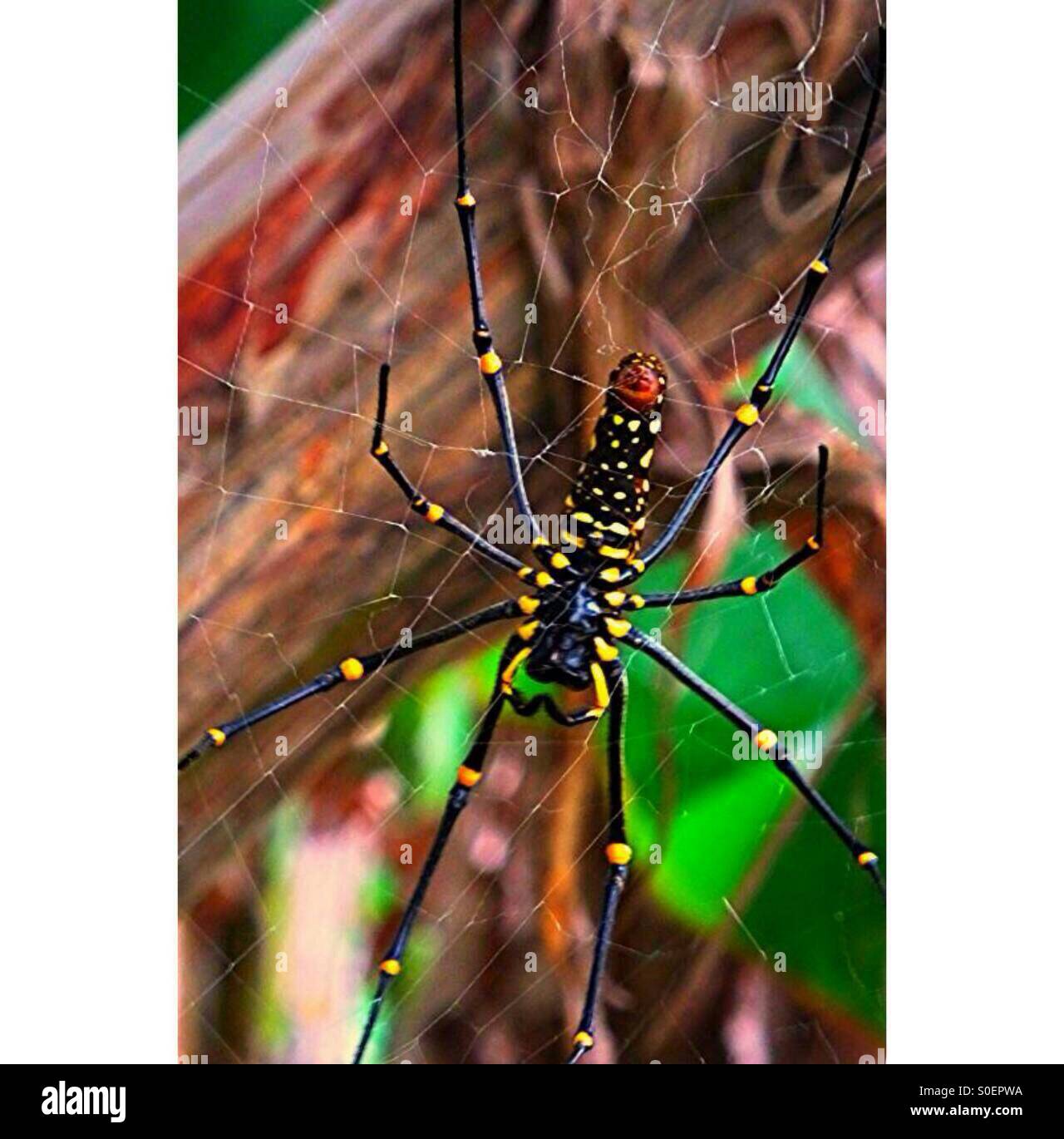Banana tree spider hires stock photography and images Alamy