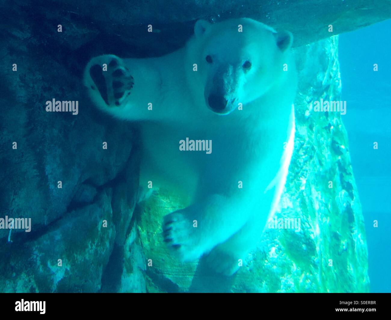 Polar bear waving in underwater enclosure, Assiniboine Park Zoo, Winnipeg, Canada Stock Photo