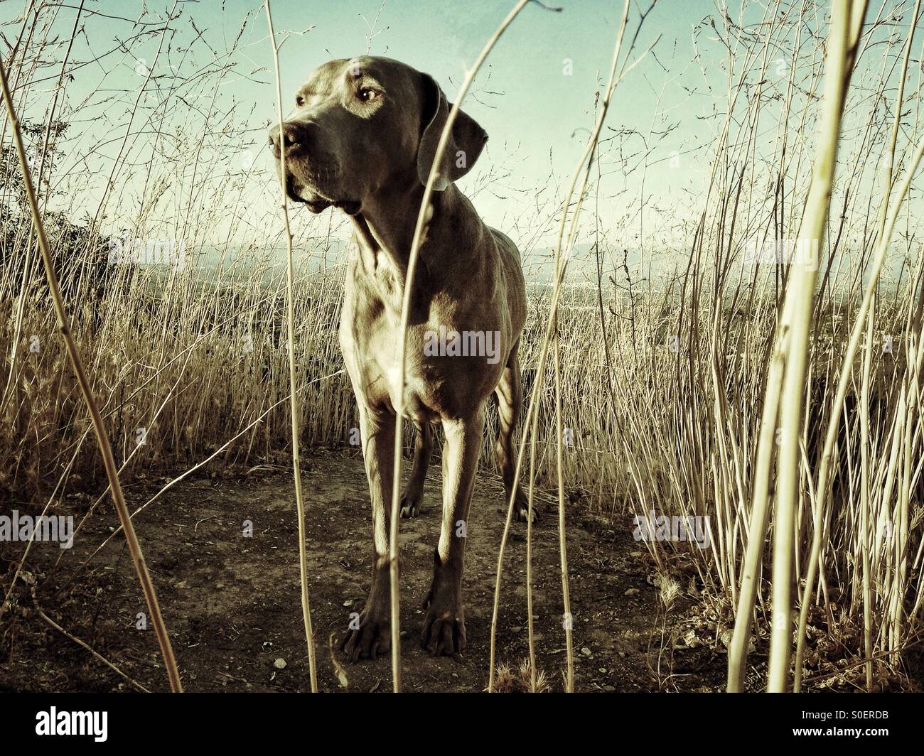 Portrait of Weimaraner in tall grass at sunset Stock Photo
