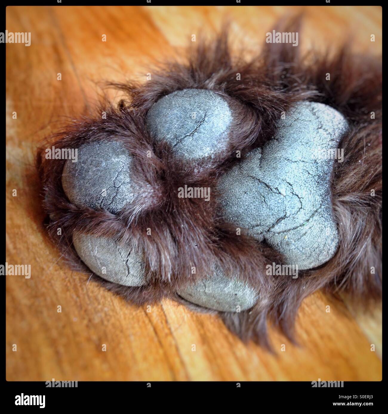 Labradoodle dog paw - Smartphone Captured Stock Image