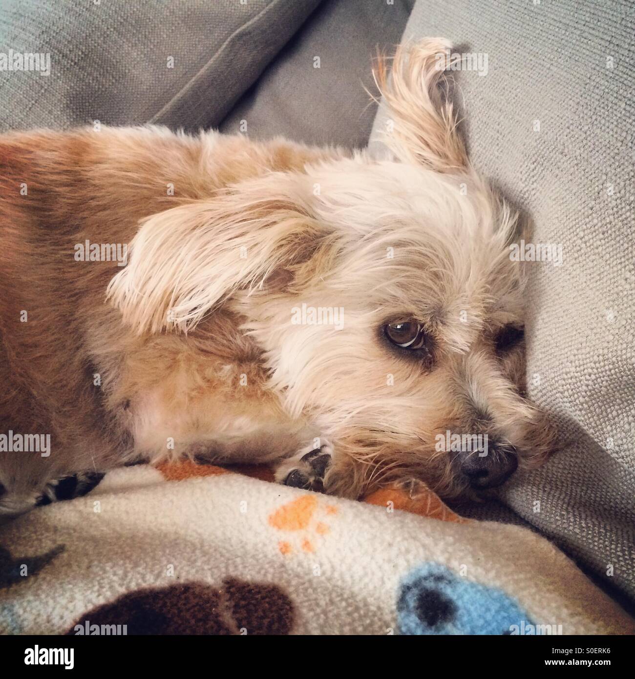 Why Does My Dog Sleep With One Ear Up