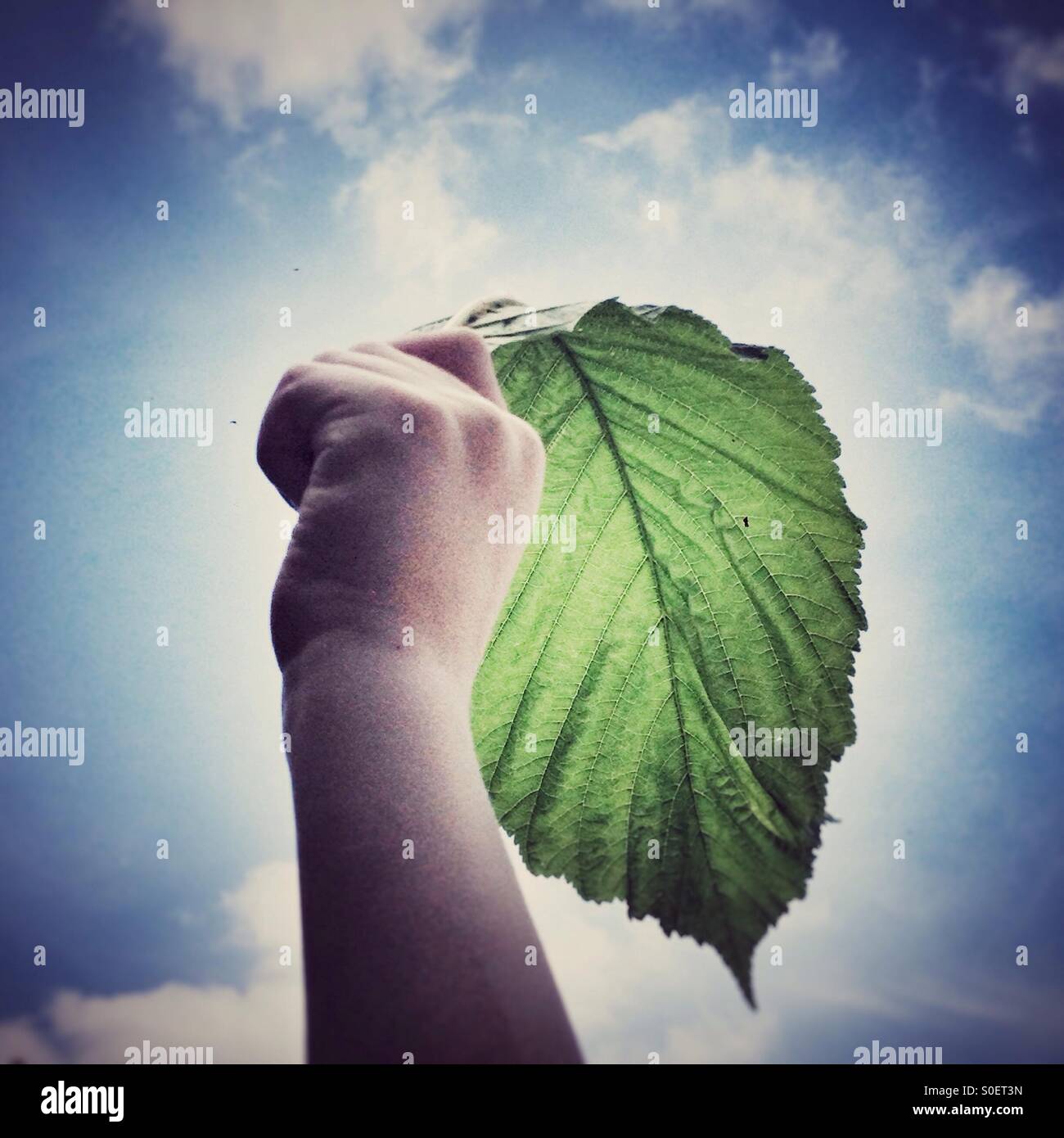 Boy holding a large horse chestnut tree leaf - Smartphone Captured Stock Image