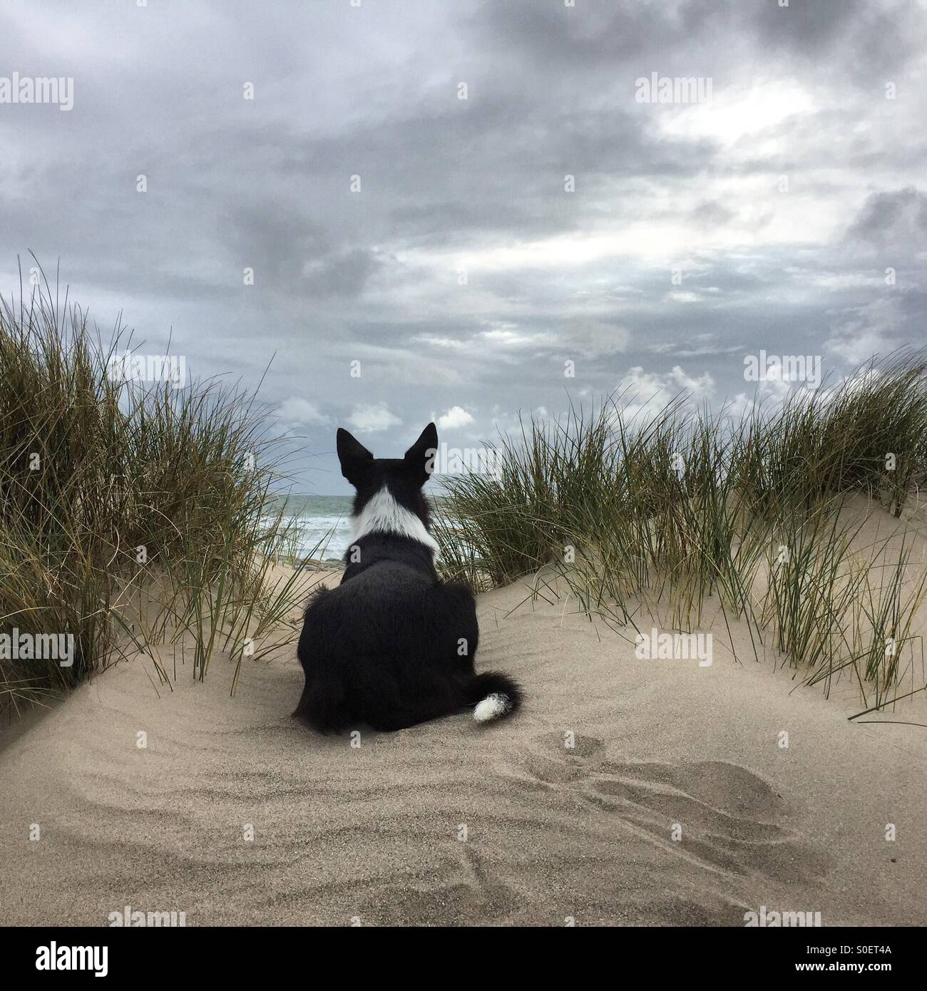 Dog looking at beach and sea from sand dunes - Smartphone Captured Stock Image