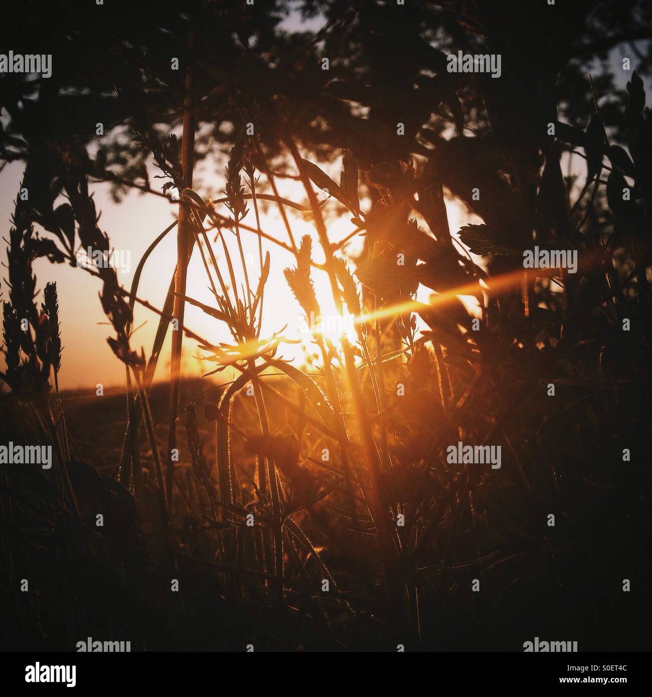 Sun flare forest hi-res stock photography and images - Alamy