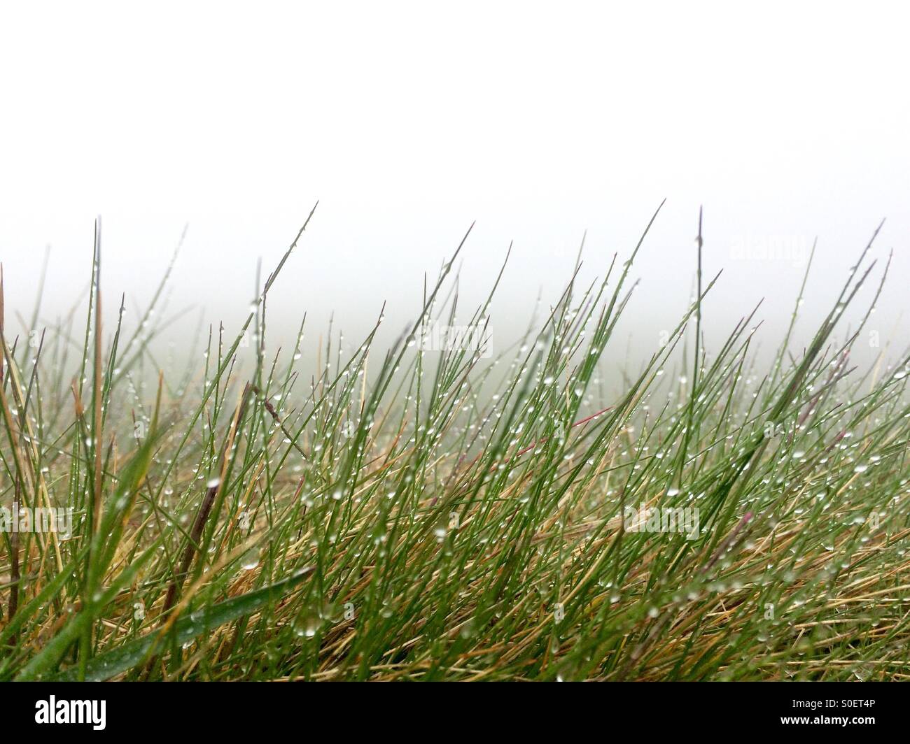 Grass with dew - Smartphone Captured Stock Image