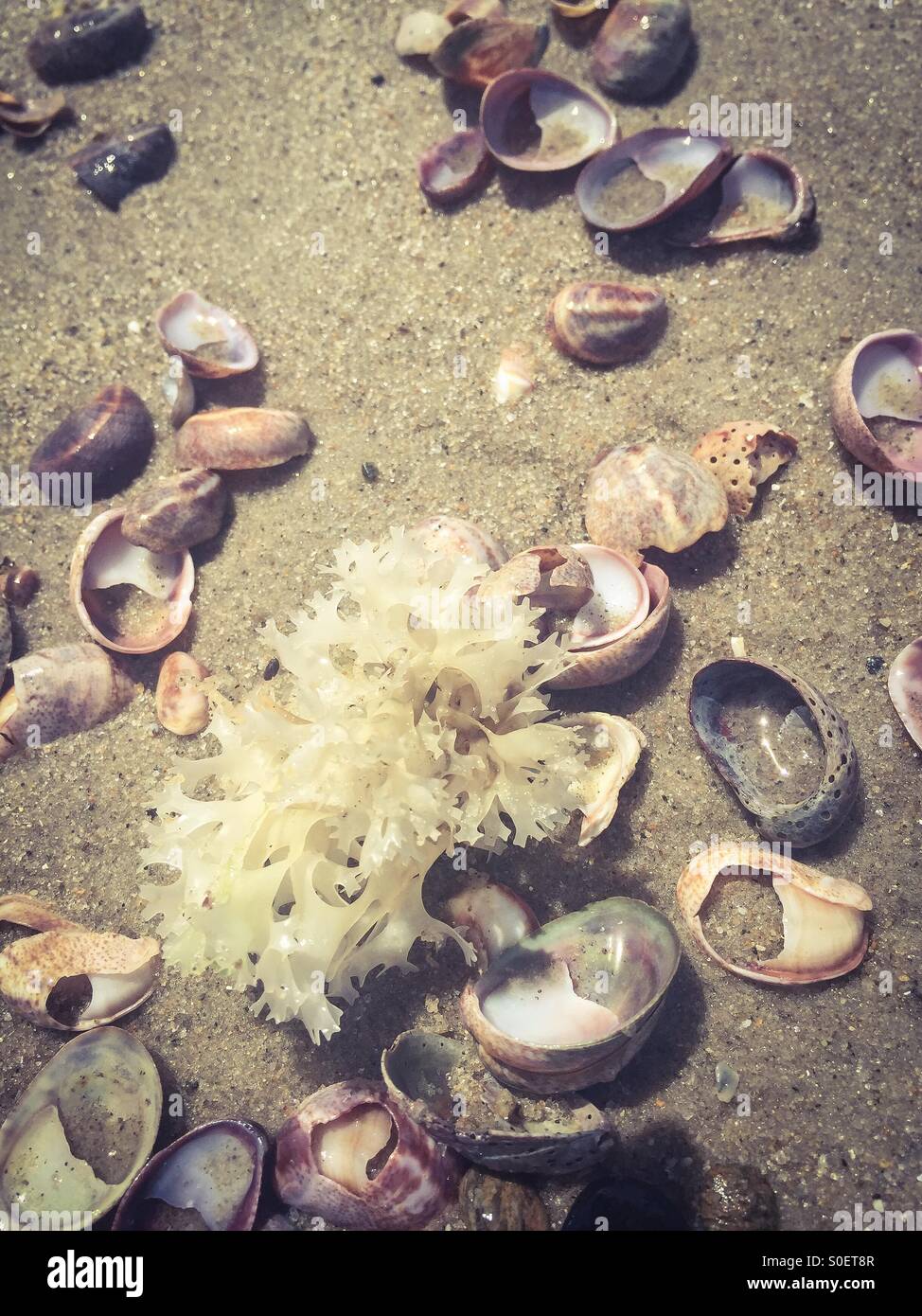 Seaweed and shells Stock Photo