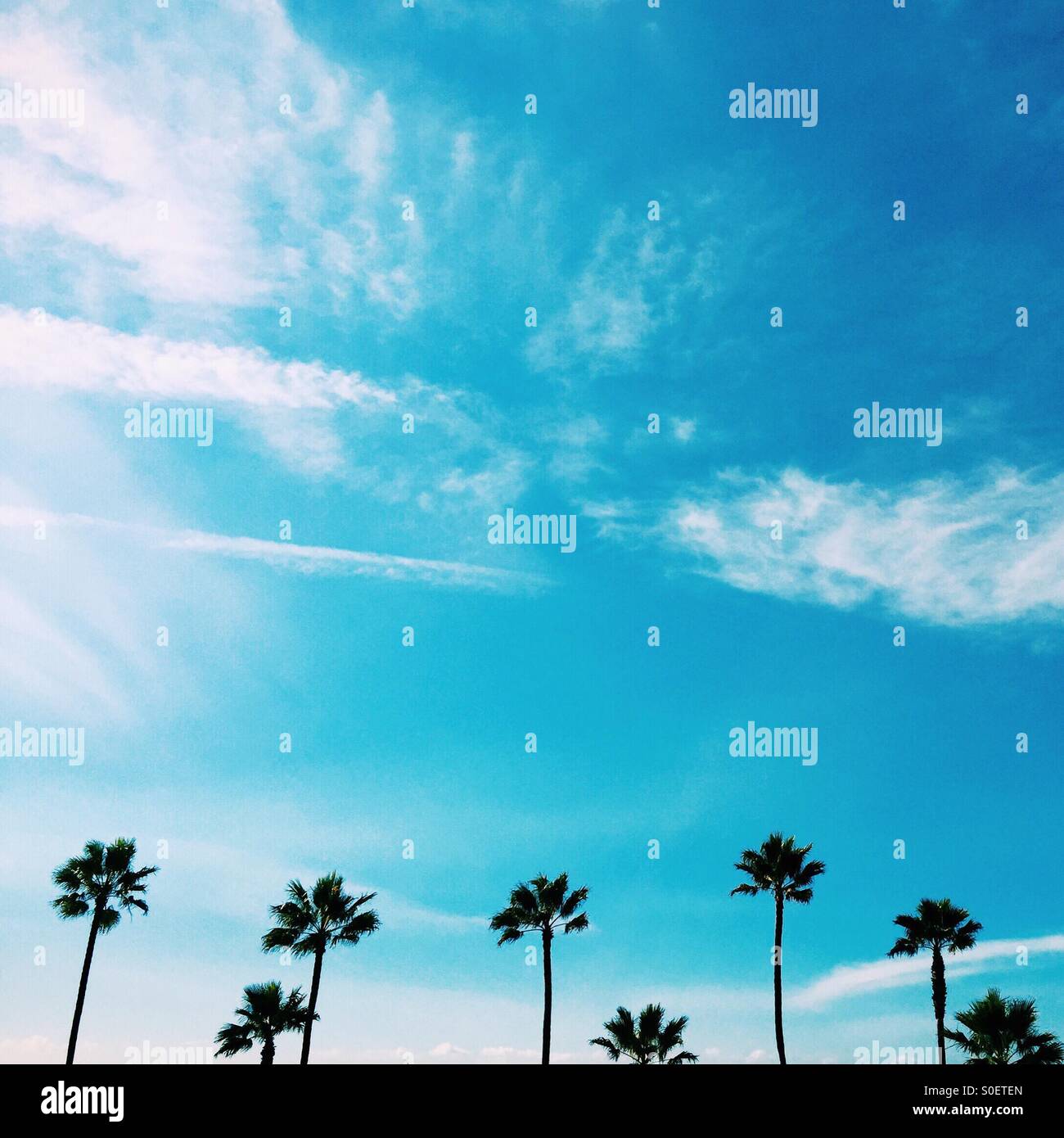 Palm trees in a row. Manhattan Beach, California USA. - Smartphone Captured Stock Image