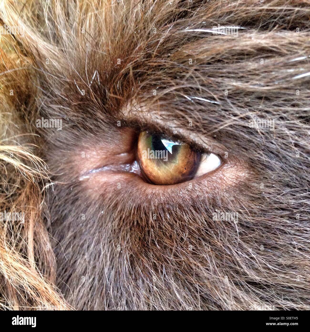 Brown Labradoodle dogs eye - Smartphone Captured Stock Image