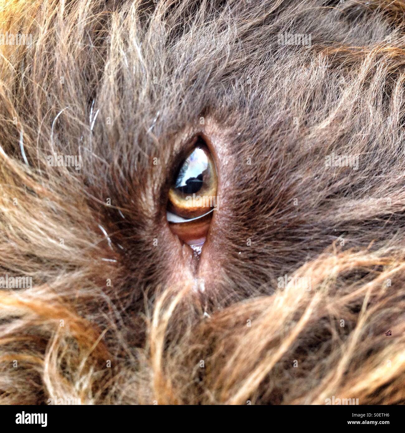 Dogs eye looking at the camera. Brown labradoodle dogs eye - Smartphone Captured Stock Image