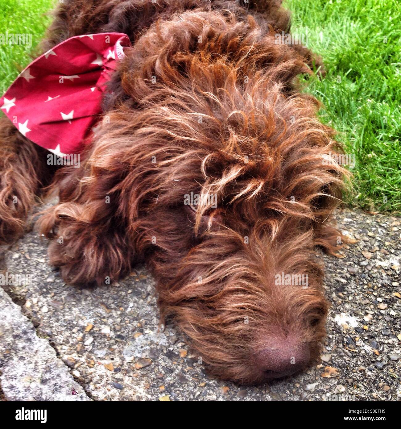 Chocolate brown Labradoodle dog - Smartphone Captured Stock Image