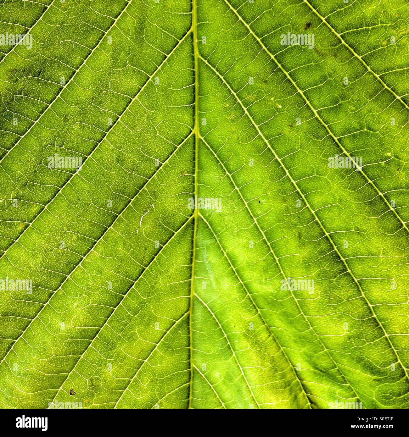 Horse Chestnut tree leaf - Smartphone Captured Stock Image