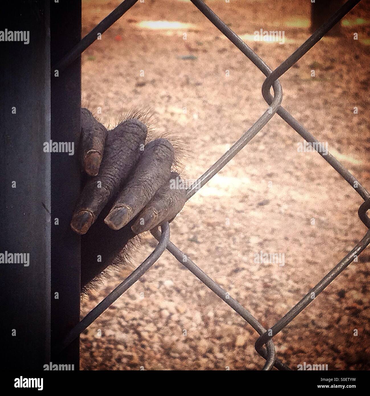 The hand of a spider monkey holds his cage in Museo del Chocolate, Uxmal, Yucatan, Mexico - Smartphone Captured Stock Image