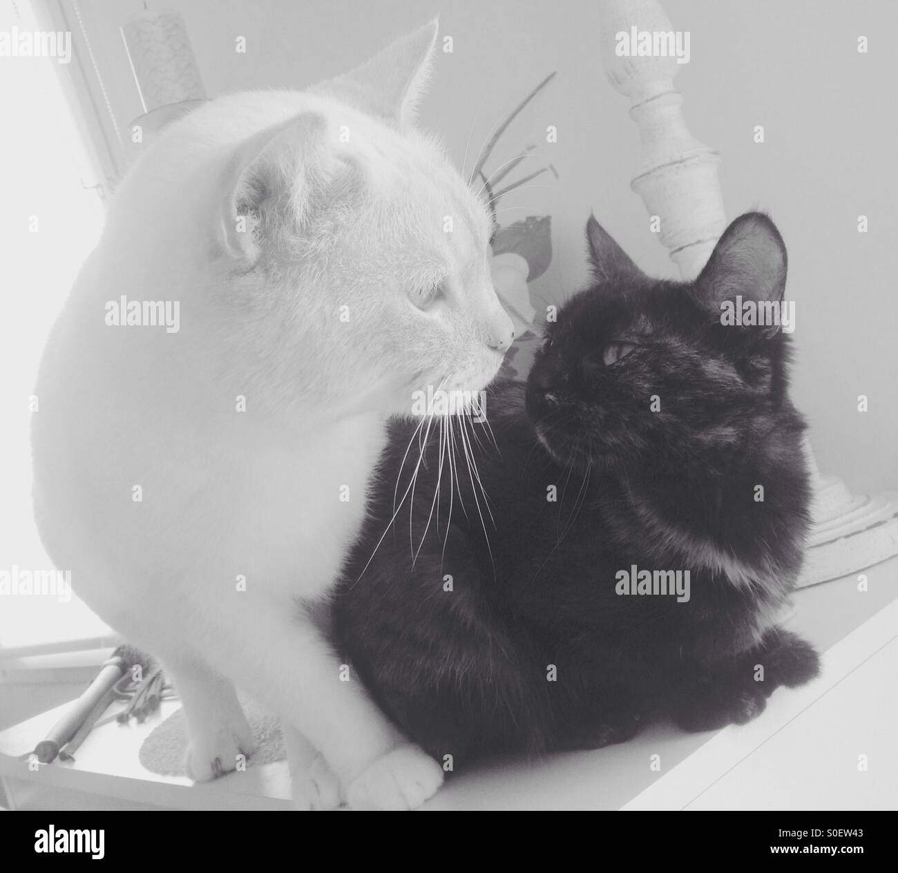 Chat Blanc High Resolution Stock Photography And Images Alamy Chat Blanc High Resolution Stock Photography And Images Alamy