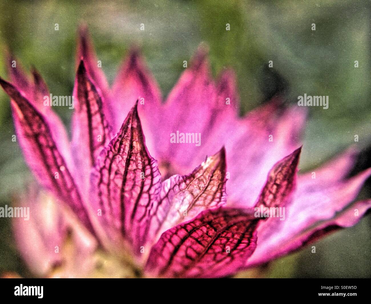 Astrantia flower Stock Photo