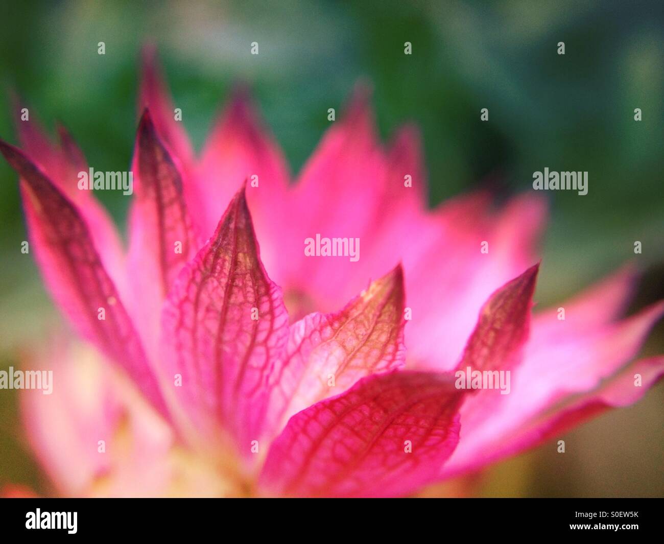 Astrantia  flower Stock Photo
