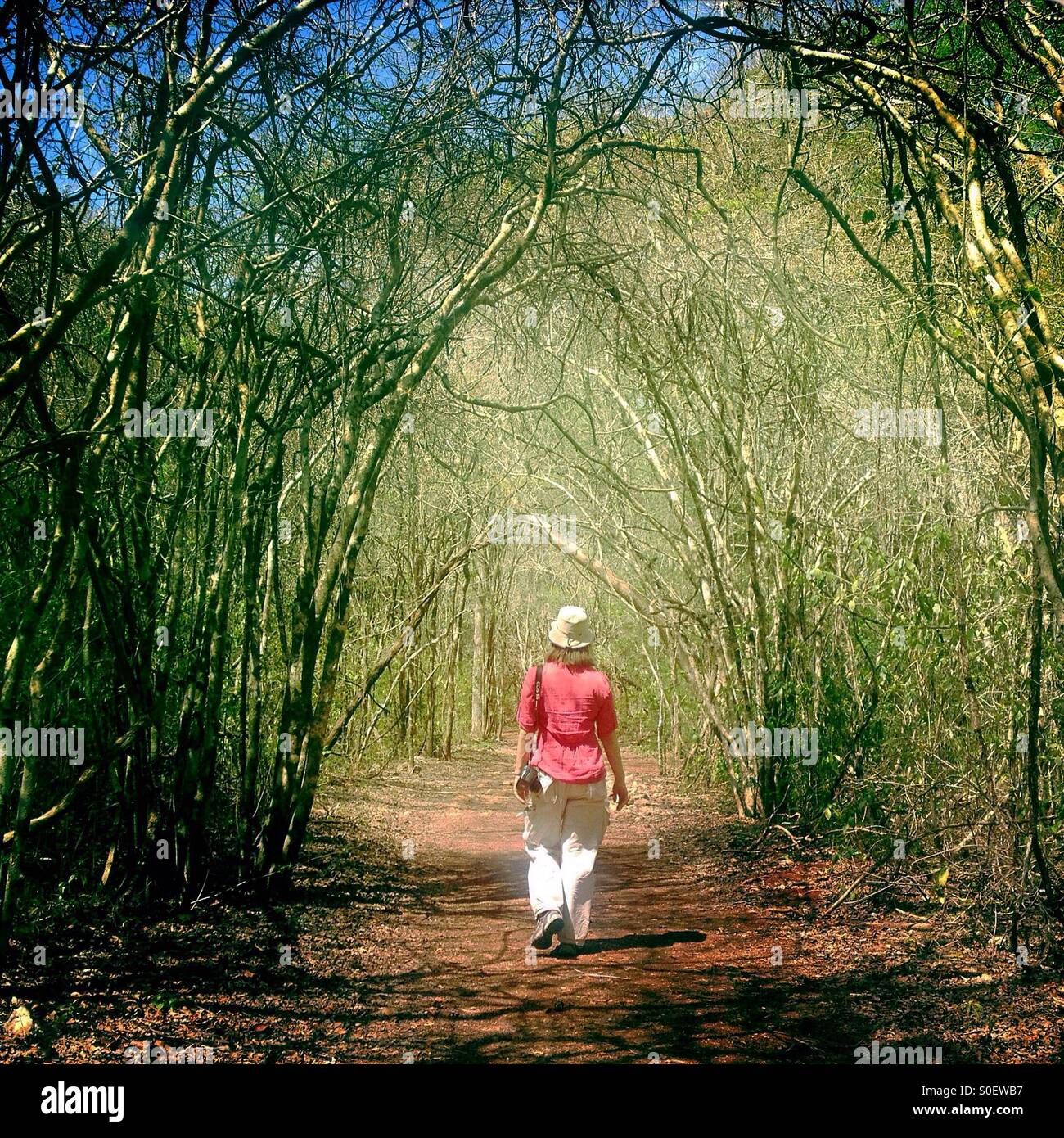 A traveler walks on a natural path in the jungle in the ancient Mayan city of Sayil, in the Ruta Puuc, Yucatan, Mexico - Smartphone Captured Stock Image
