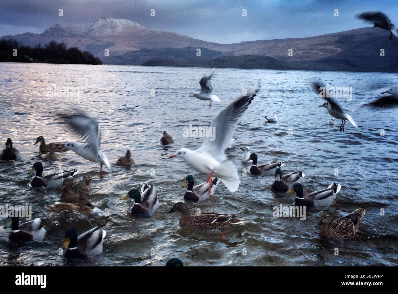 Seagulls and ducks on Loch Lomond with Ben Lomond in the background, Luss,Scotland. Stock Photo