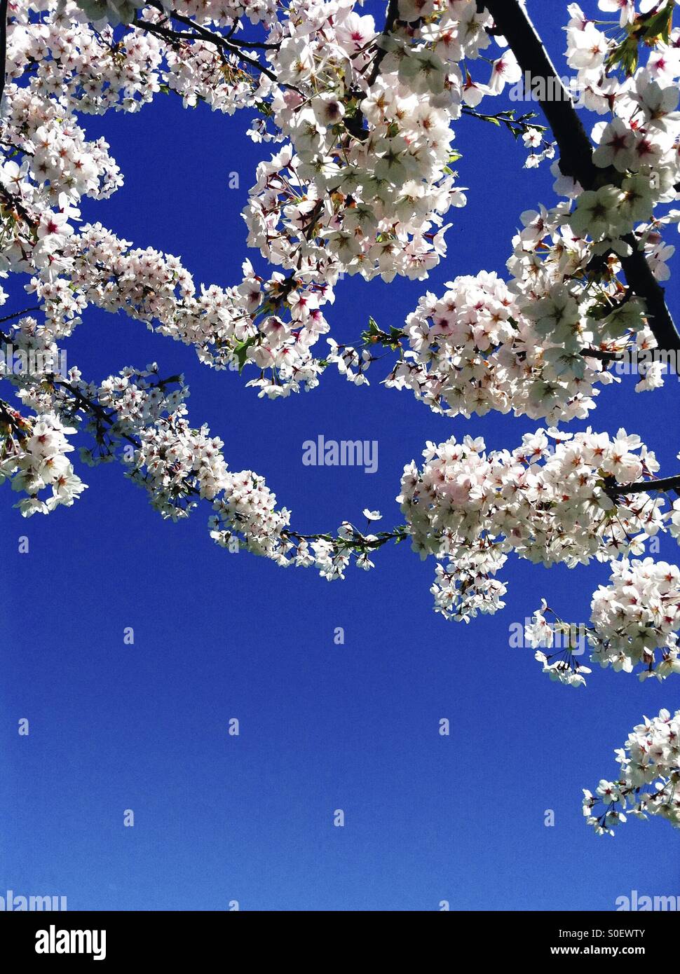 High park cherry blossoms hi-res stock photography and images - Alamy