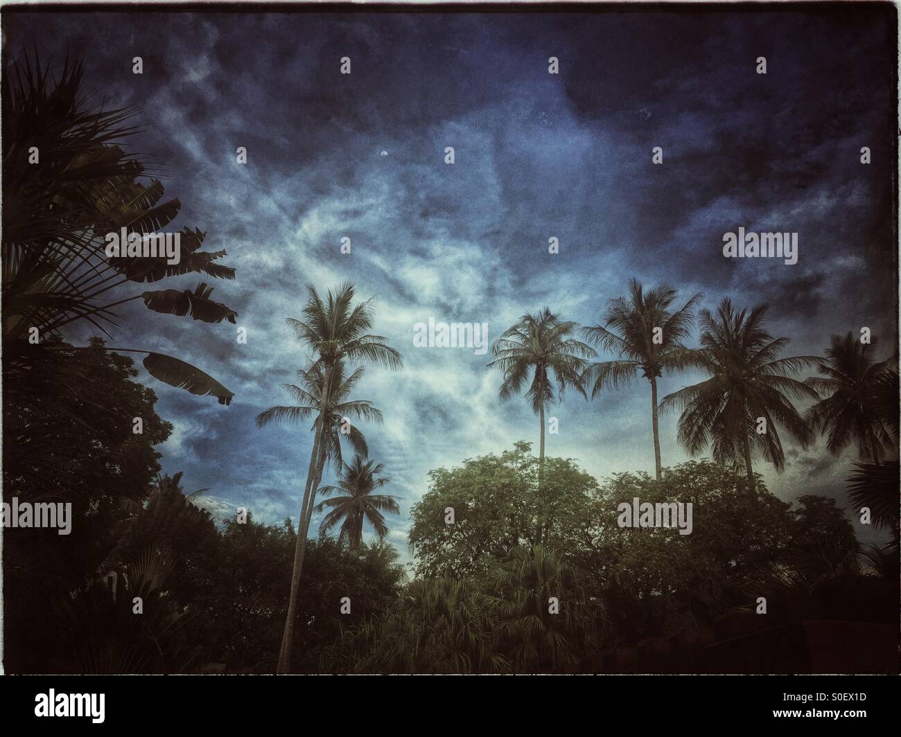 Jungle moon hi-res stock photography and images - Alamy