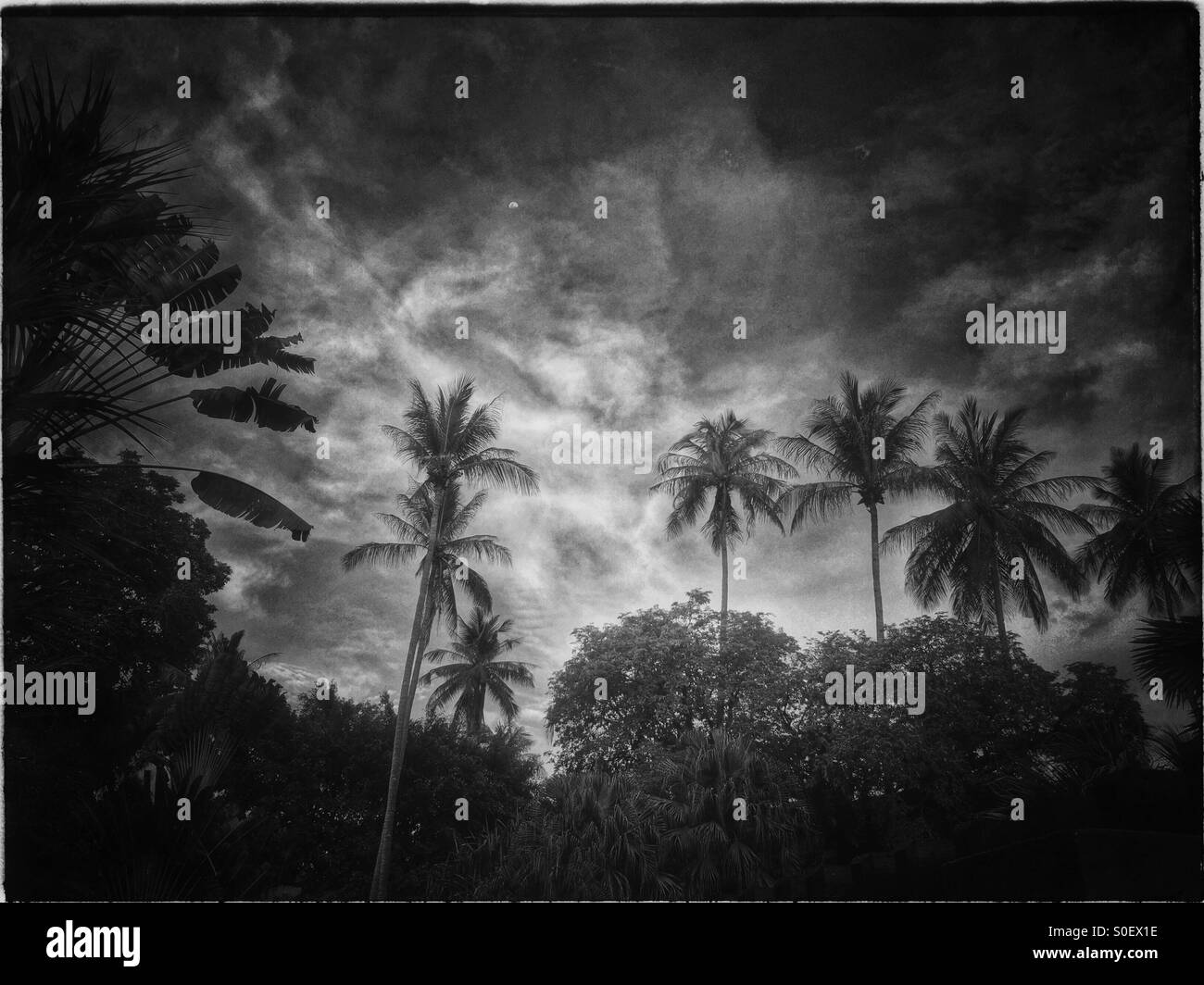 Black and white island scene. - Smartphone Captured Stock Image