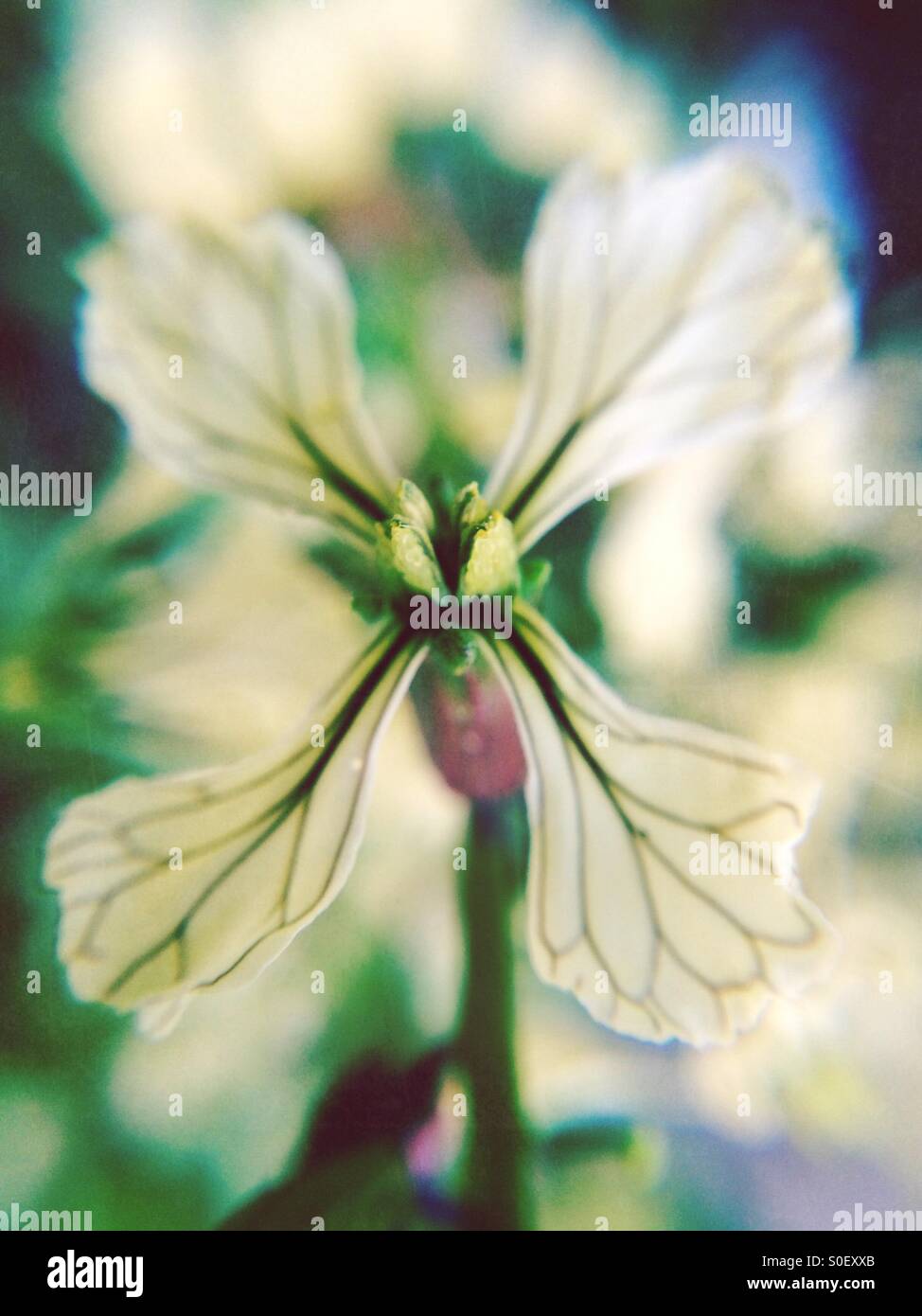 Rocket lettuce hi-res stock photography and images - Alamy