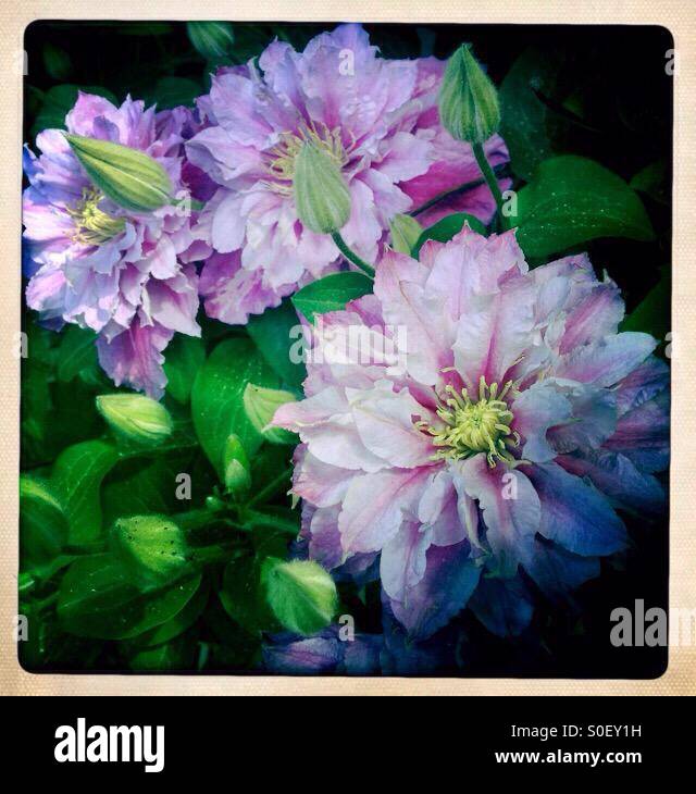 Purple pink clematis flowers hi-res stock photography and images - Alamy
