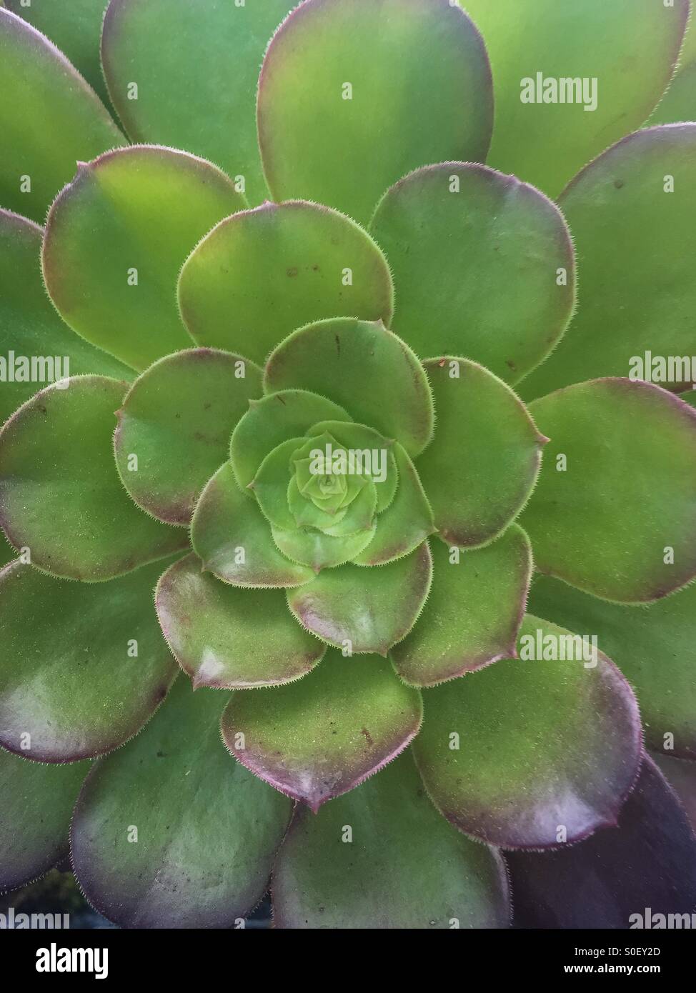 Plant Stock Photo