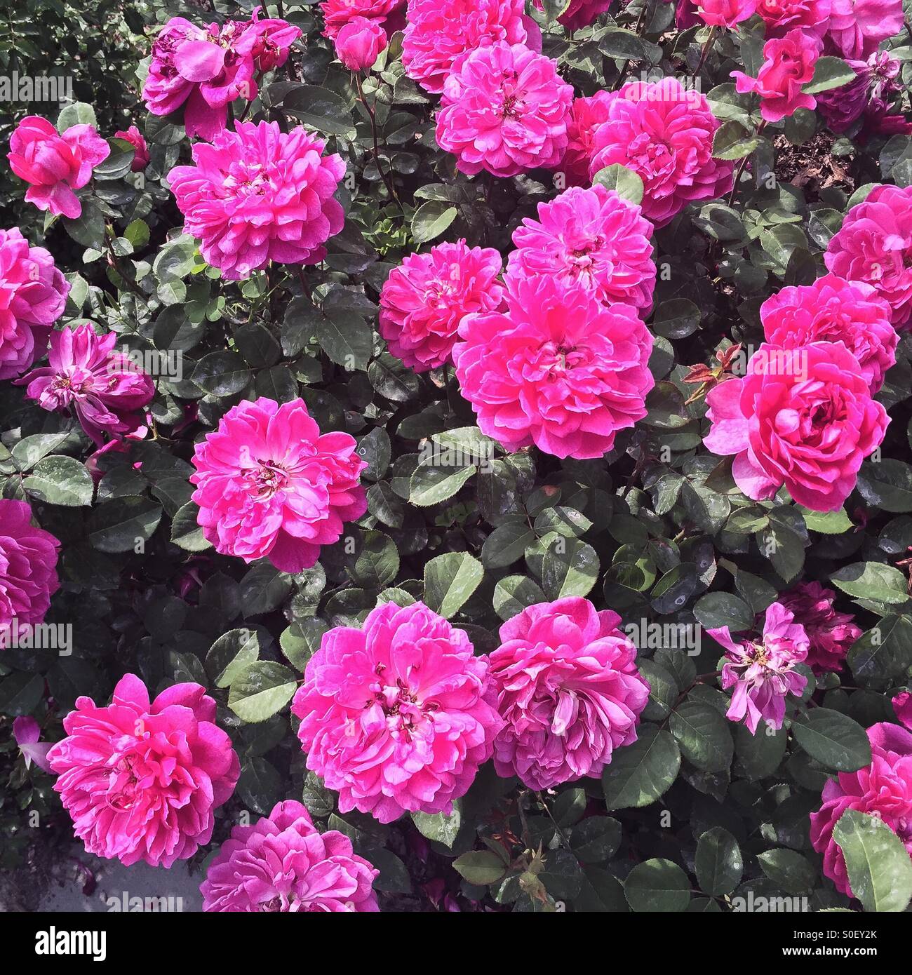 Roses plant hi-res stock photography and images - Alamy