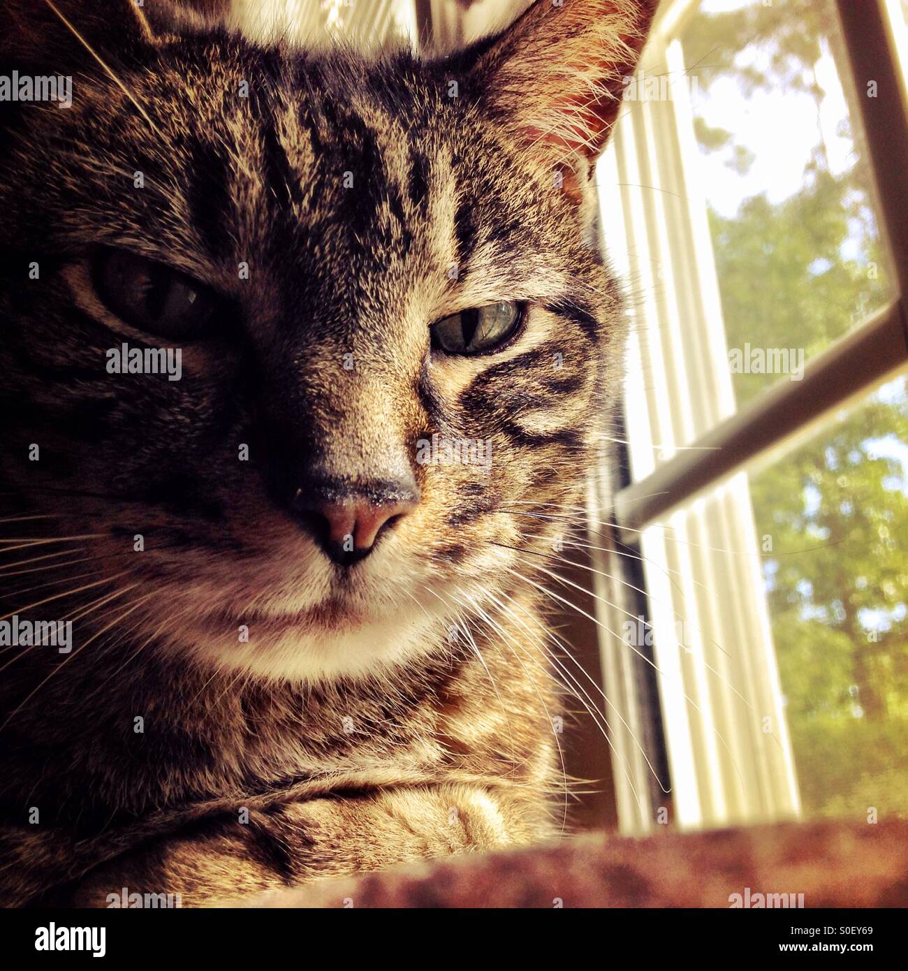 Tabby cat in a window - Smartphone Captured Stock Image