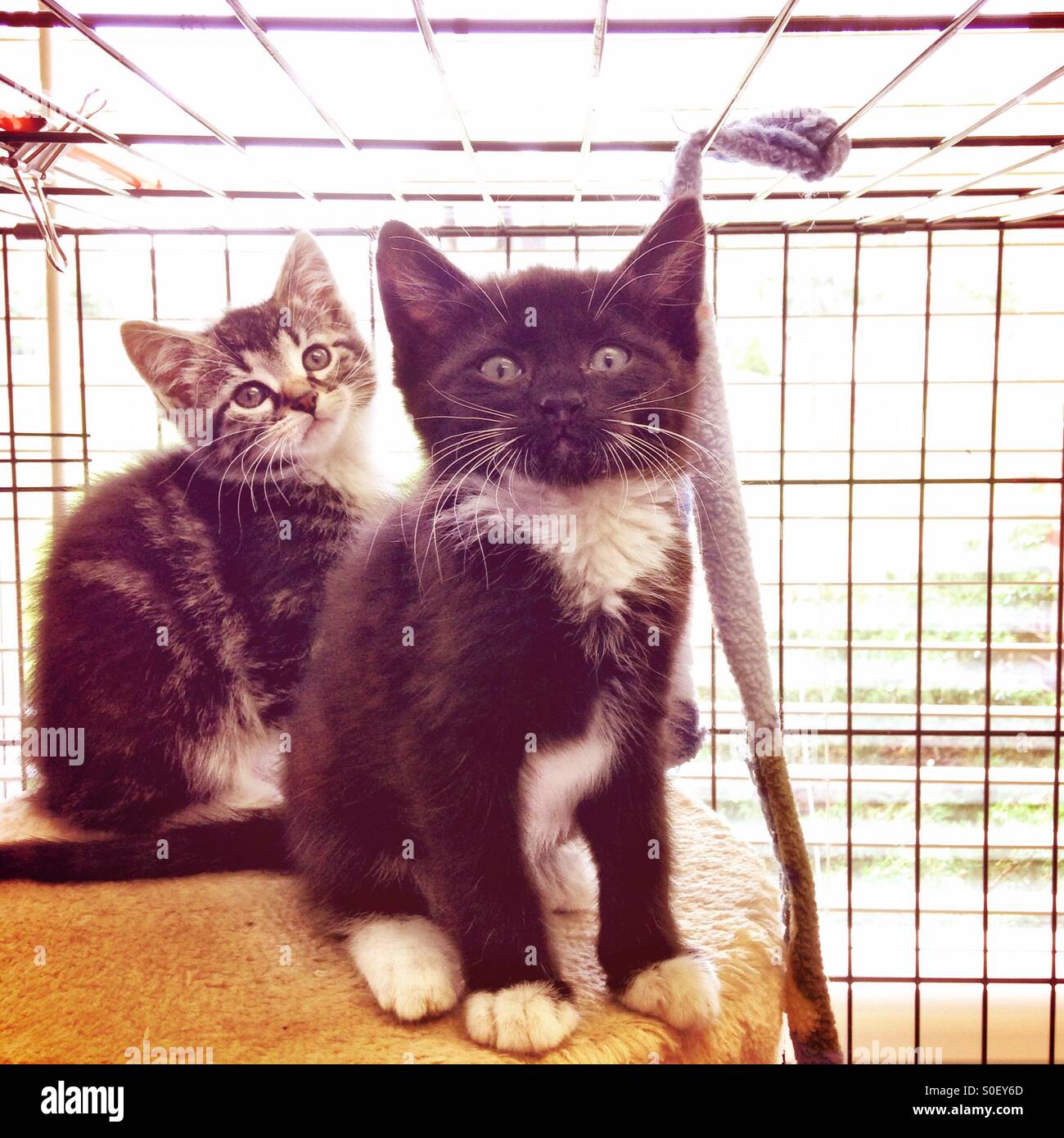 Kittens in a cage Stock Photo Alamy