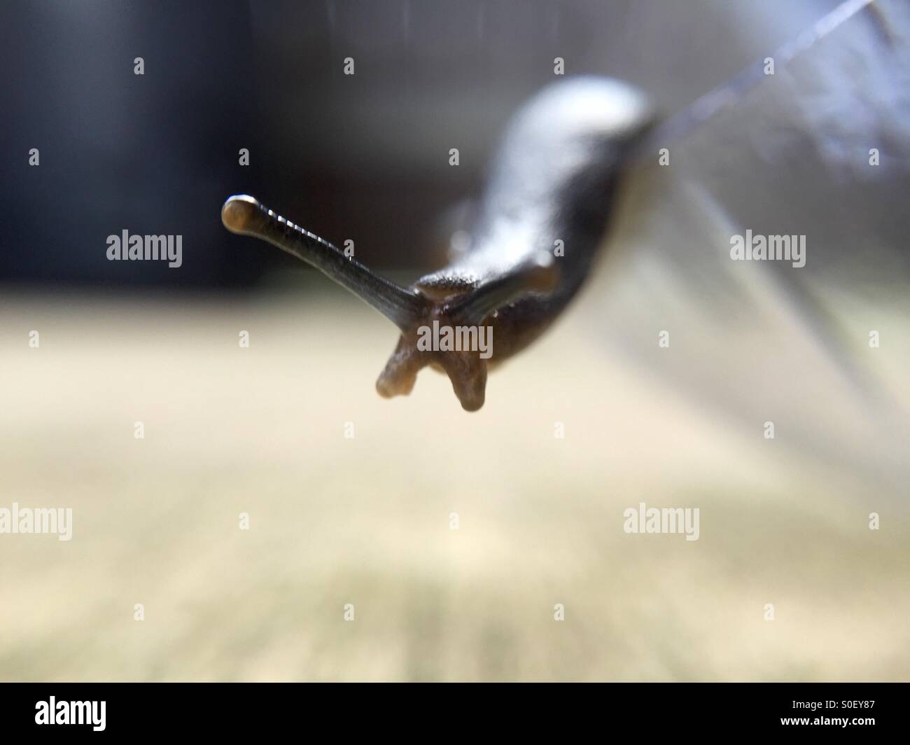 Slug exploring - Smartphone Captured Stock Image