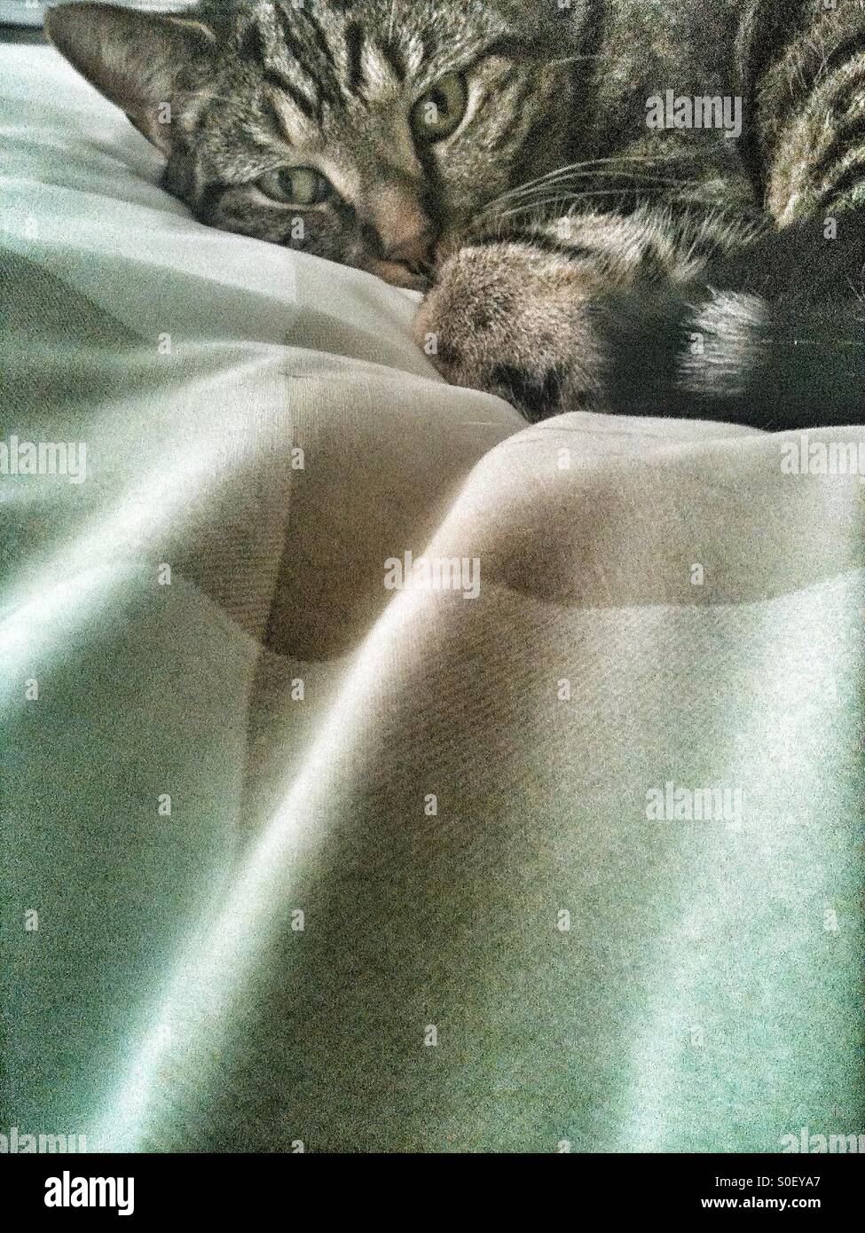 Tabby cat - Smartphone Captured Stock Image