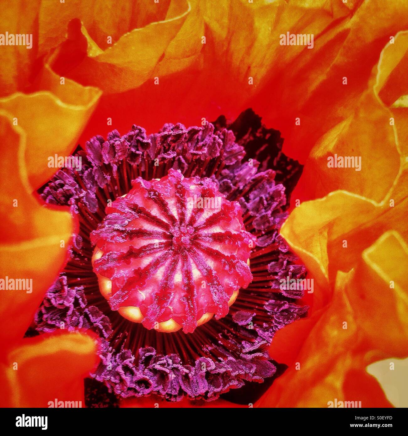 Poppy - Smartphone Captured Stock Image