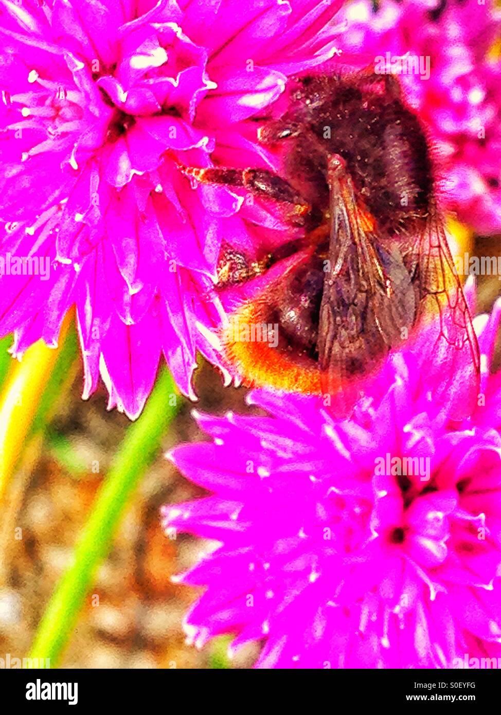 Bee and Chive flower Stock Photo Alamy