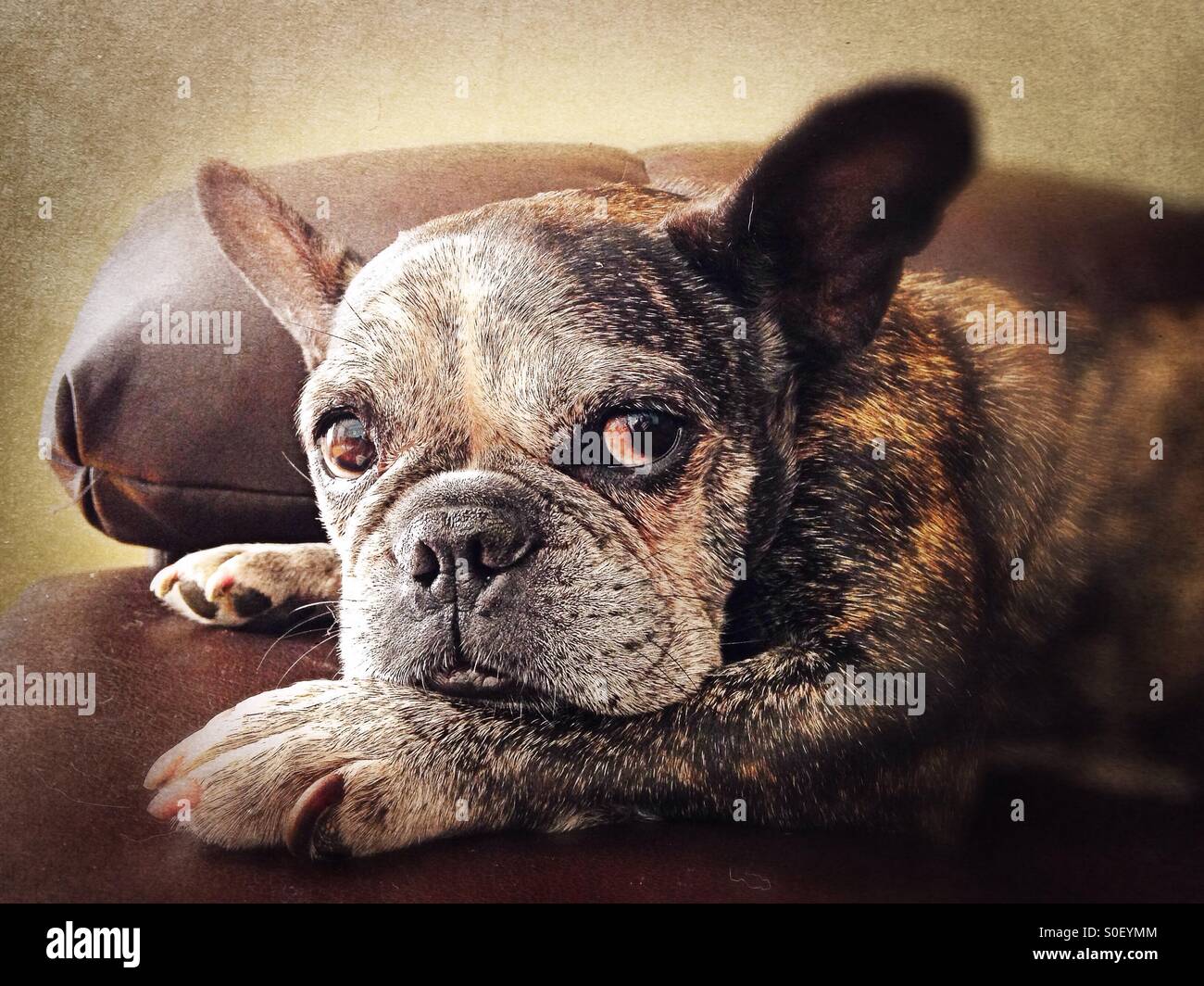 A cute, old french bulldog. Stock Photo