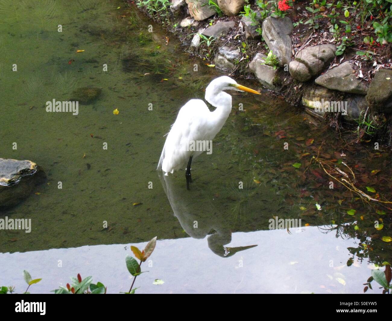 Tropical Bird Stock Photo